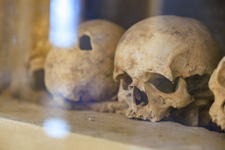 Ancient human skulls archaeological remains of historical significance.