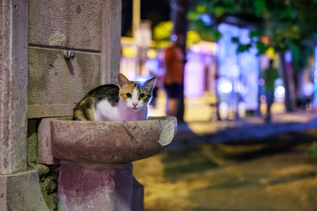 Calico cat resting on urban stone ledge at night.の写真素材