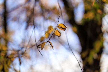 Autumn leaves on branch with blurred background bokeh.の写真素材