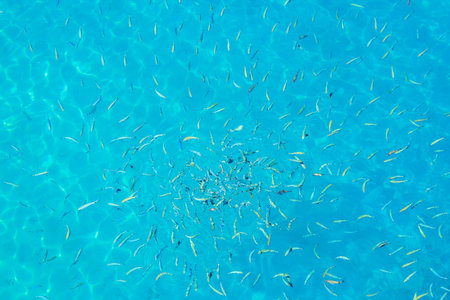 A blue ocean with a large number of fish swimming in it. The fish are scattered throughout the...