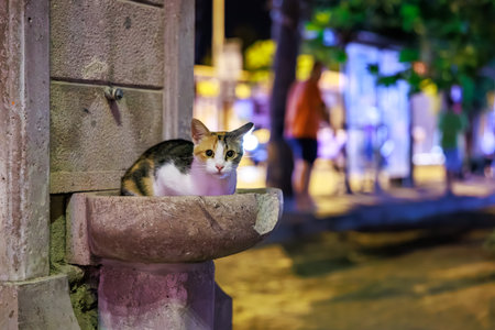 Calico cat relaxing in a stone basin on a vibrant night street.の写真素材