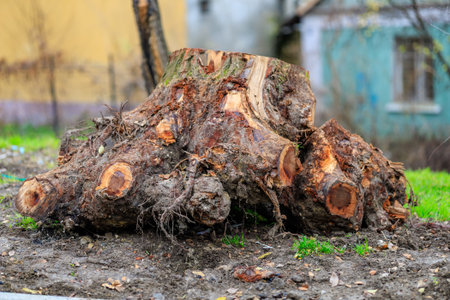 Large tree stump on grass in urban backyard setting.の写真素材