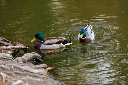 Two male mallard ducks swimming in calm pond near tree roots.の写真素材