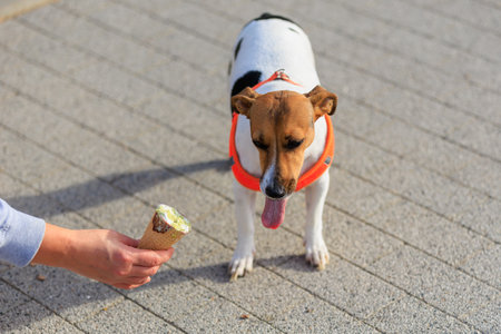 A dog of the Jack Russell Terrier breed eats ice cream. Animal portrait with selective focus and copy space for textの写真素材
