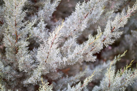 Close-up of silver-green foliage on frosty evergreen branches.
