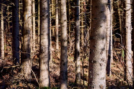 Dense forest of tall, sunlit trees in serene natural woodland.