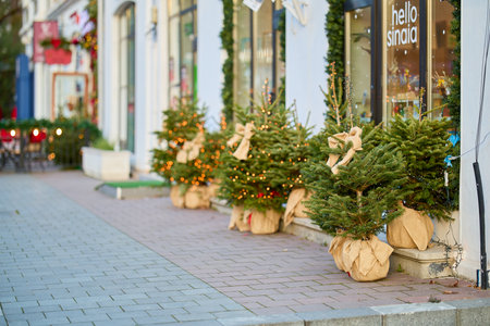 Festive street with decorated christmas trees alongside shopfronts. December 13, 2025 Sinaia Romania.のeditorial素材