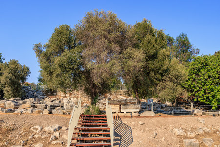 Ancient ruins and stone staircase underneath a majestic tree in a historical landscape. August 8, 2025, 2 Didim Turkey.のeditorial素材