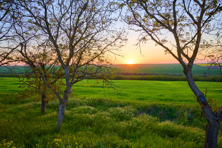 Idyllic sunset over lush green field with silhouetted trees.の写真素材