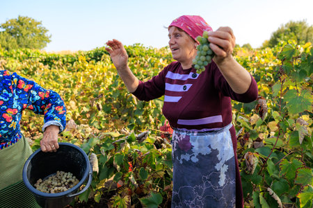 October 3, 2023 Pelinia Moldova. For editorial use. Women harvesting grapesのeditorial素材