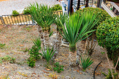 Lush tropical succulents in garden setting with green foliage and textured trunks.の写真素材