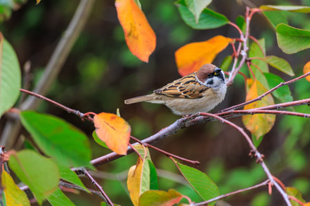A brown bird is perched on a branch of a tree. The bird is brown and has a black beak. The tree is full of leaves, and the leaves are orange. The bird is looking down at the groundの写真素材