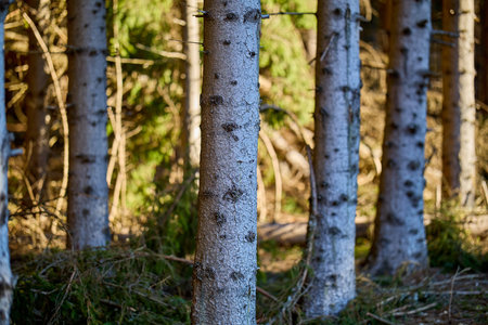 Dense forest of tall pine trees in sunlit woodland.