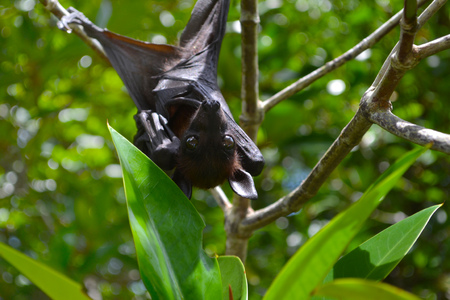 Fruit bat, flying fox, hanging upside down among green leaves on a tree, Sri Lankaの写真素材
