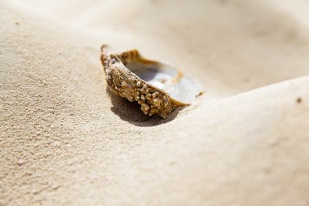 Sea-Shellの写真素材