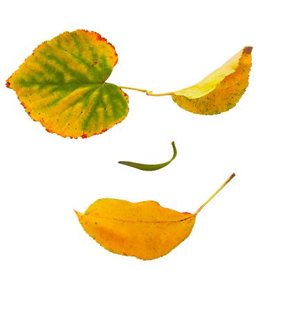 face of the leaves , on modern and with a grinの写真素材