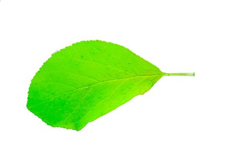 green with green leaf, isolated on white backgroundの写真素材