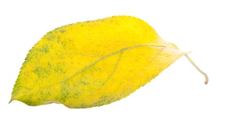 one leaf, a little yellow, isolatedの写真素材