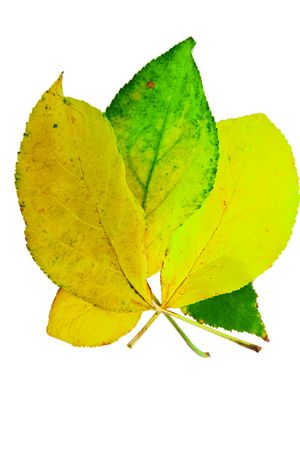 collage of conventional under maple leaves, isolatedの写真素材