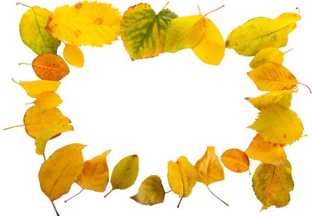frame of the isolated leaves, yellowの写真素材