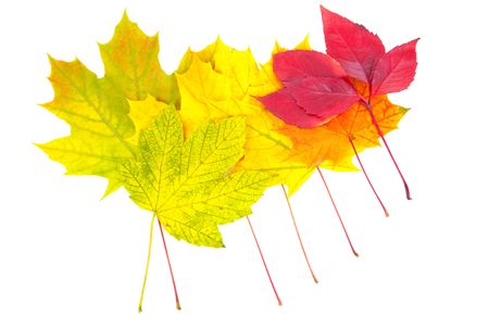 lot of maple leaves on white background, horizontalの写真素材