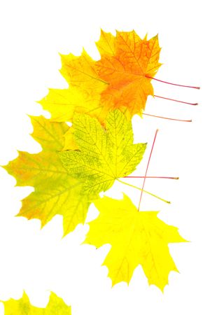 lot of maple leaves on white backgroundの写真素材