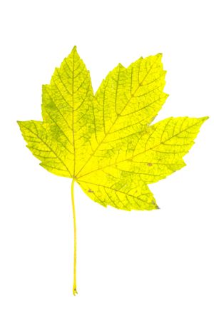 Single maple leaf yellow green ,isolatedの写真素材