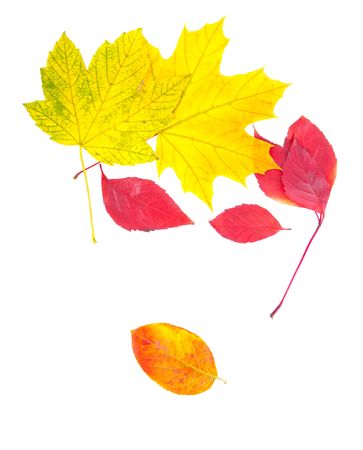 face of the leaves ,a beautiful woman's faceの写真素材