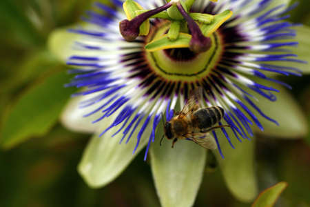 bee on flowerの写真素材