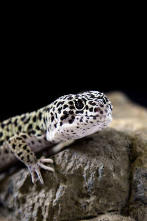 gecko の写真素材