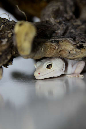 gecko