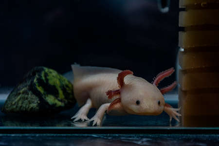Underwater Axolotl portrait close up in an aquarium. Mexican walking fish. Ambystoma mexicanum.の写真素材