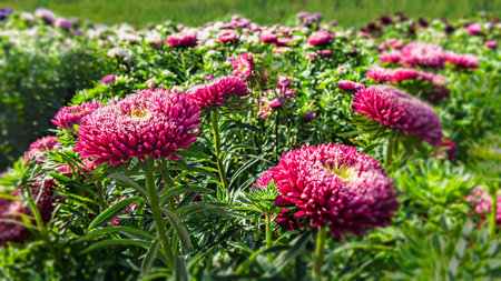 Viva magenta flowers of asters on the lawn. Beautiful autumn flowers in sunlight. side viewの写真素材