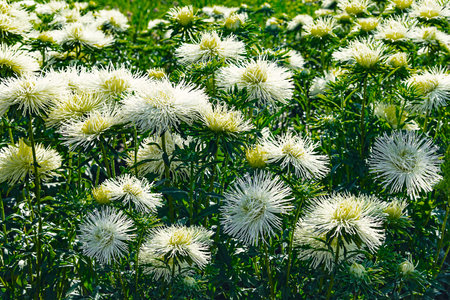 Wonderful white asters in the garden. Bright flower petals in sunlight. side viewの写真素材