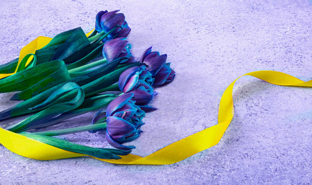 Bouquet of purple tulips with yellow ribbon on concrete backgroundの写真素材