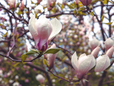 Magnolia flowers in spring. Blooming magnolia tree with pink flowersの写真素材