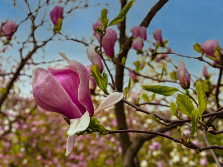 Beautiful magnolia flowers on a tree in the spring garden.の写真素材