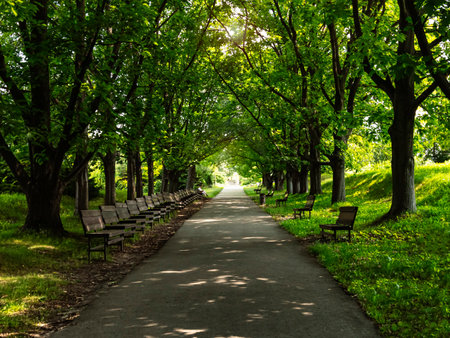 Path in the park with benches and green trees. summer landscape.の写真素材
