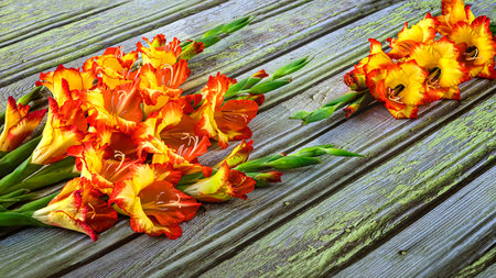 Bouquet of gladiolus flowers on a wooden background.の写真素材