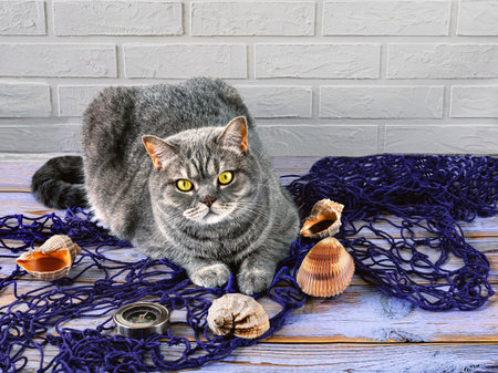 A gray Scottish cat on a background of a blue fishing net, a compass, large sea shells.の写真素材