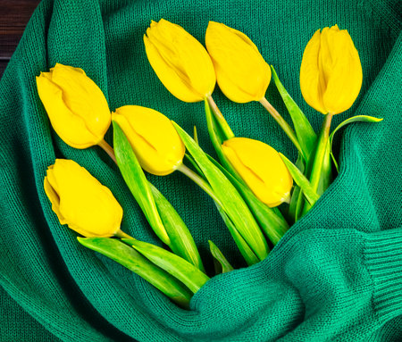 A bouquet of yellow tulip flowers on the background of a green knitted woolen women's sweater. Hello spring conceptの写真素材