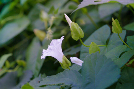 White flowers in the summer parkのeditorial素材