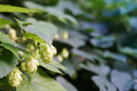 A sprig of hops of sun rays
