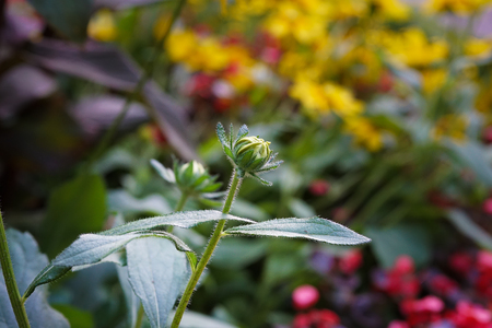 Blossoming flower in Summer parkのeditorial素材