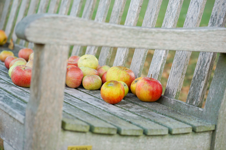 Apples on decorative garden benchの写真素材