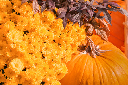 Happy Halloween or Thanksgiving card background - pile of large orange pumpkins and magenta to ultraviolet purple heather or ling (Calluna Vulgaris) or erica (Erica Carnea) plants decorative wallpaperの写真素材
