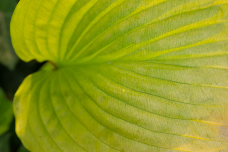 Closeup macro of green fern leaves in rain forest show textured of the organs with selective focus and toned color and dark backgroundの写真素材