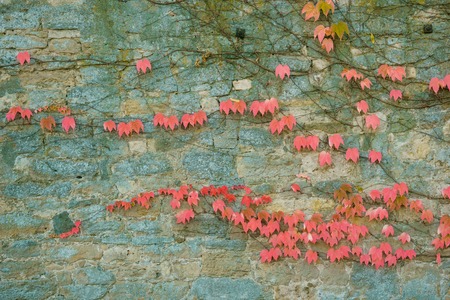 Red, green and orange leaves of a Boston Ivy, parthenocissus tricuspidata veitchii, in autumn on an old grunge wall.の写真素材