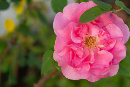 Coral rose flower in roses garden. Top view. Soft focus. Sunlit flower in the garden in the morning dew.の写真素材
