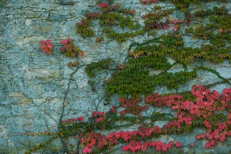 Red, green and orange leaves of a Boston Ivy, parthenocissus tricuspidata veitchii, in autumn on an...